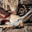 Jackal Eating Springbok - Etosha Safari Park in Namibia