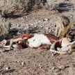 Jackal Eating Springbok - Etosha Safari Park in Namibia