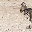 Zebra - Etosha, Namibia
