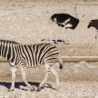 Zebra - Etosha, Namibia