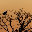 Etosha Safari Park in Namibia