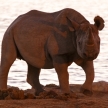 Black Rhino - Etosha Safari Park in Namibia
