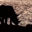 Black Rhino - Etosha Safari Park in Namibia