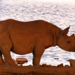 Black Rhino - Etosha Safari Park in Namibia