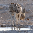 Zebra - Etosha, Namibia