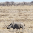 Black Rhino - Etosha Safari Park in Namibia
