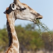 Giraffe - Etosha Safari Park in Namibia
