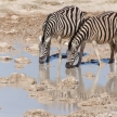 Zebra - Etosha, Namibia