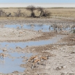 Zebra - Etosha, Namibia