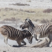 Zebra Fight - Etosha, Namibia