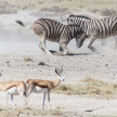 Zebra Fight - Etosha, Namibia