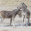 Zebra Fight - Etosha, Namibia