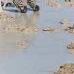 Zebra at Waterhole - Etosha, Namibia