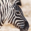 Zebra - Etosha, Namibia