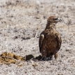 Tawny Eagle - Etosha Safari Park in Namibia