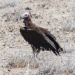 Lappet-faced Vulture - Etosha Safari Park in Namibia