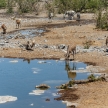 Zebra - Etosha, Namibia