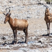 Etosha Safari Park in Namibia