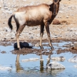 Etosha Safari Park in Namibia