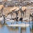 Springbok - Etosha Safari Park in Namibia