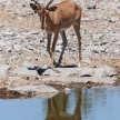 Etosha Safari Park in Namibia