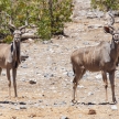 Kudu - Etosha Safari Park in Namibia