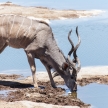 Kudu - Etosha Safari Park in Namibia
