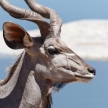 Kudu - Etosha Safari Park in Namibia