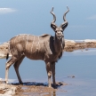 Kudu - Etosha Safari Park in Namibia