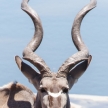 Kudu - Etosha Safari Park in Namibia