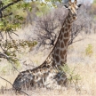 Giraffe - Etosha Safari Park in Namibia