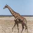Giraffe - Etosha Safari Park in Namibia