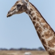 Giraffe - Etosha Safari Park in Namibia