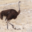 Female Ostrich - Etosha Safari Park in Namibia