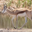 Springbok - Etosha Safari Park in Namibia