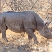 Black Rhino - Etosha Safari Park in Namibia