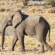 Elephant - Etosha Safari Park in Namibia