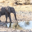 Elephant - Etosha Safari Park in Namibia