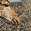 Giraffe Eating - Etosha Safari Park in Namibia