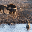 Hyena at Water Hole - Etosha Safari Park in Namibia