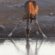 Giraffe - Etosha Safari Park in Namibia