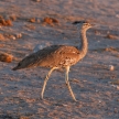 Kori Bustard - Etosha Safari Park in Namibia