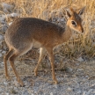 Dik Dik - Etosha Safari Park in Namibia
