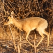 Dik Dik - Etosha Safari Park in Namibia
