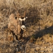Oryx - Etosha Safari Park in Namibia