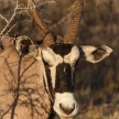Oryx - Etosha Safari Park in Namibia