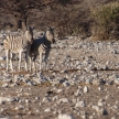Zebra - Etosha, Namibia