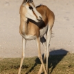 Springbok - Etosha Safari Park in Namibia