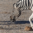 Zebra - Etosha, Namibia
