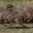 Banded Mongoose - Etosha Safari Park in Namibia